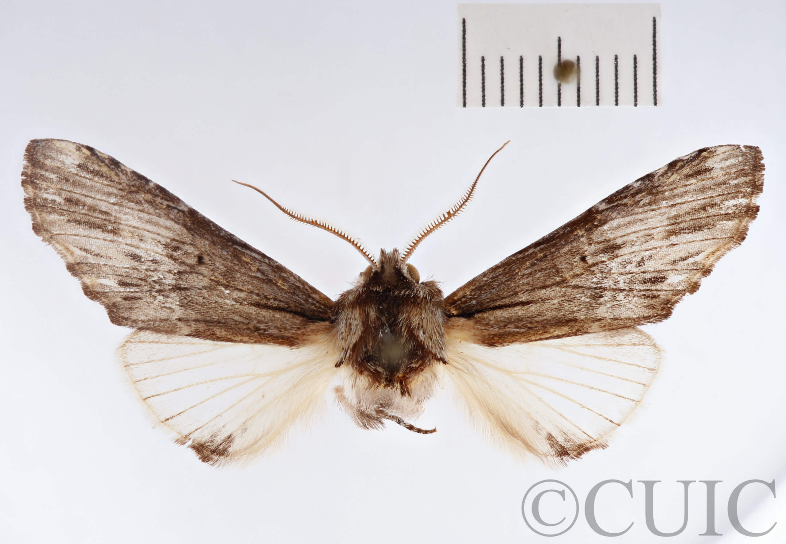 dorsal view of adult Ianassa paradisus