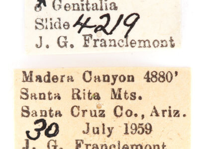 label view of adult Ianassa paradisus