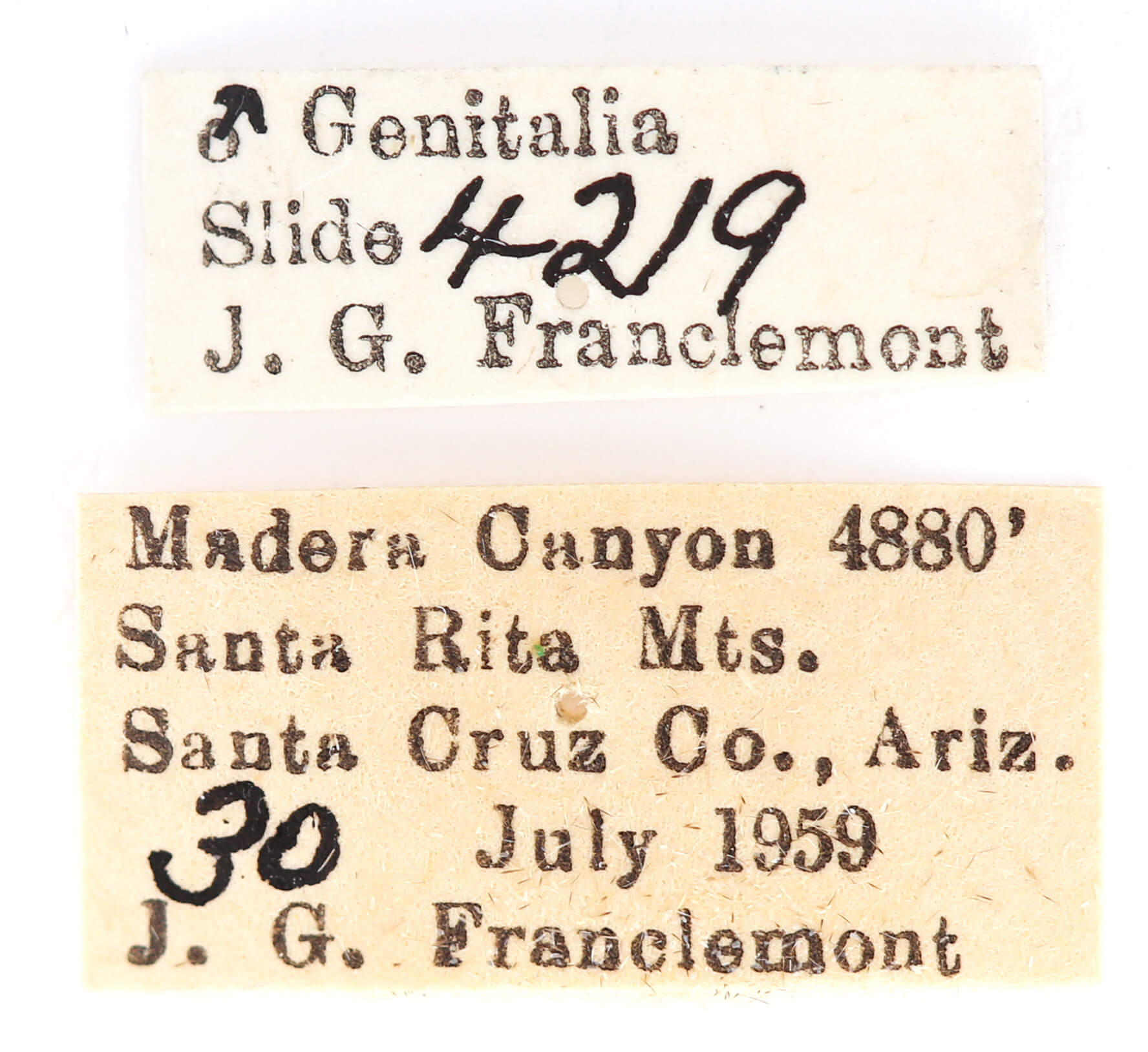 label view of adult Ianassa paradisus