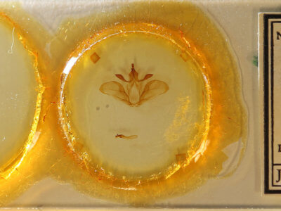 slide view of adult Ianassa paradisus