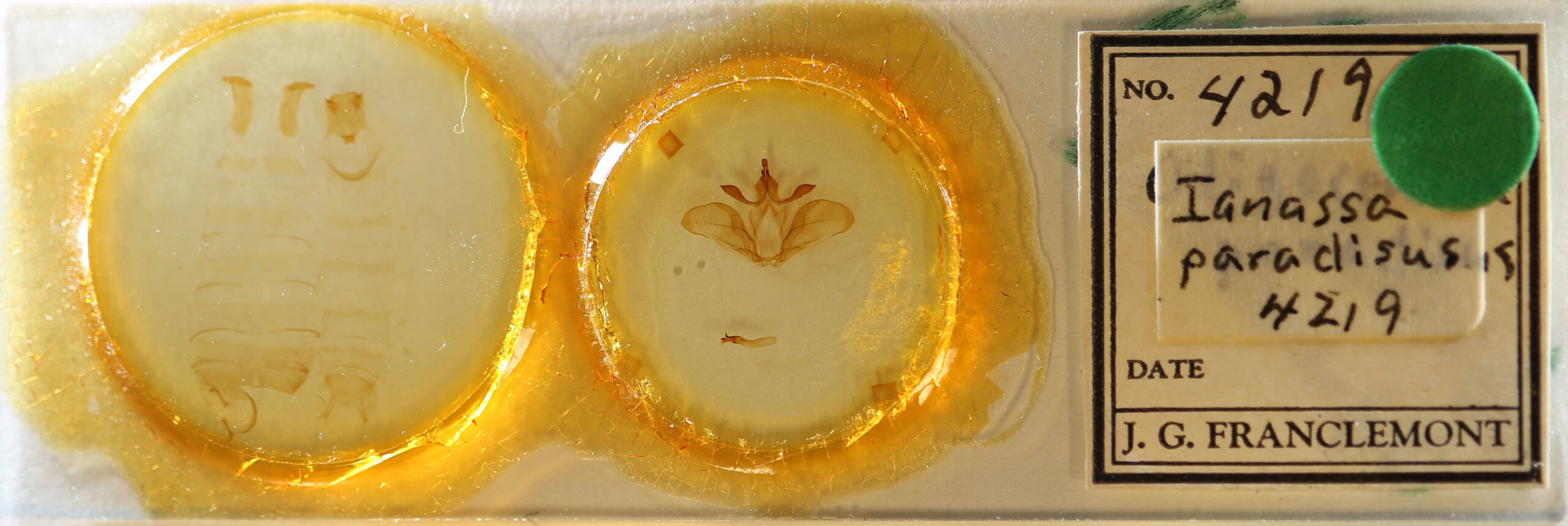 slide view of adult Ianassa paradisus