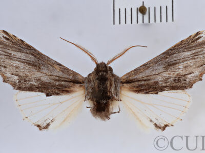 dorsal view of adult Ianassa cerriben