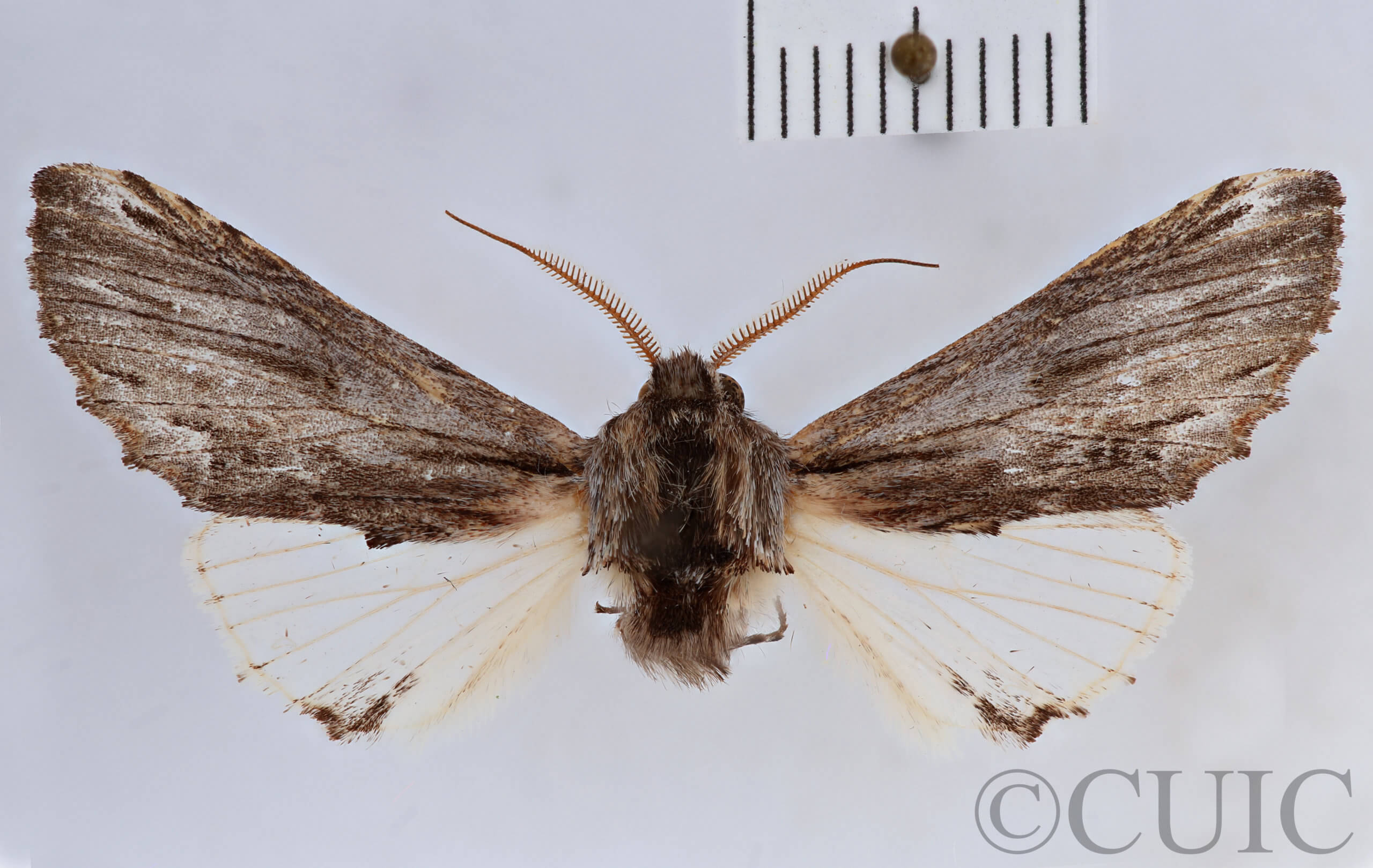 dorsal view of adult Ianassa cerriben