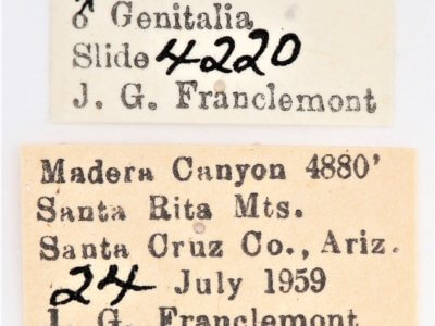 label view of adult Ianassa cerriben