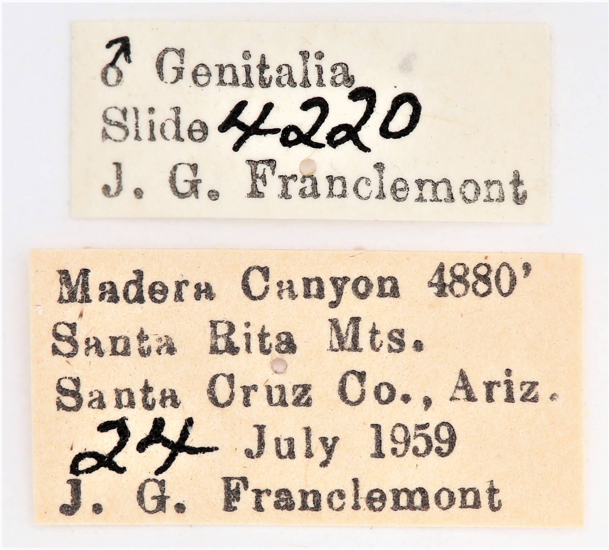 label view of adult Ianassa cerriben