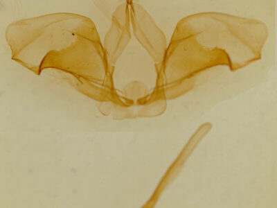 genitalia view of adult Ianassa cerriben