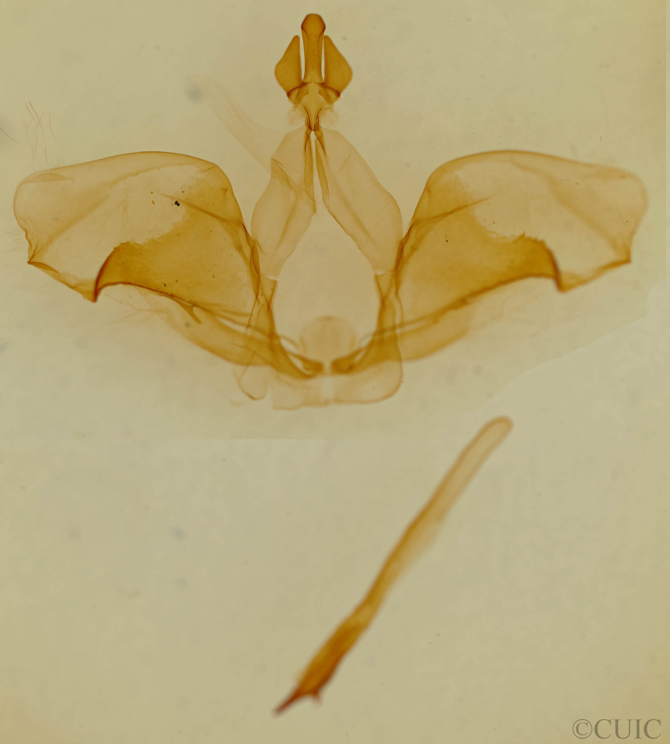 genitalia view of adult Ianassa cerriben