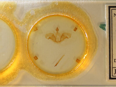 slide view of adult Ianassa cerriben