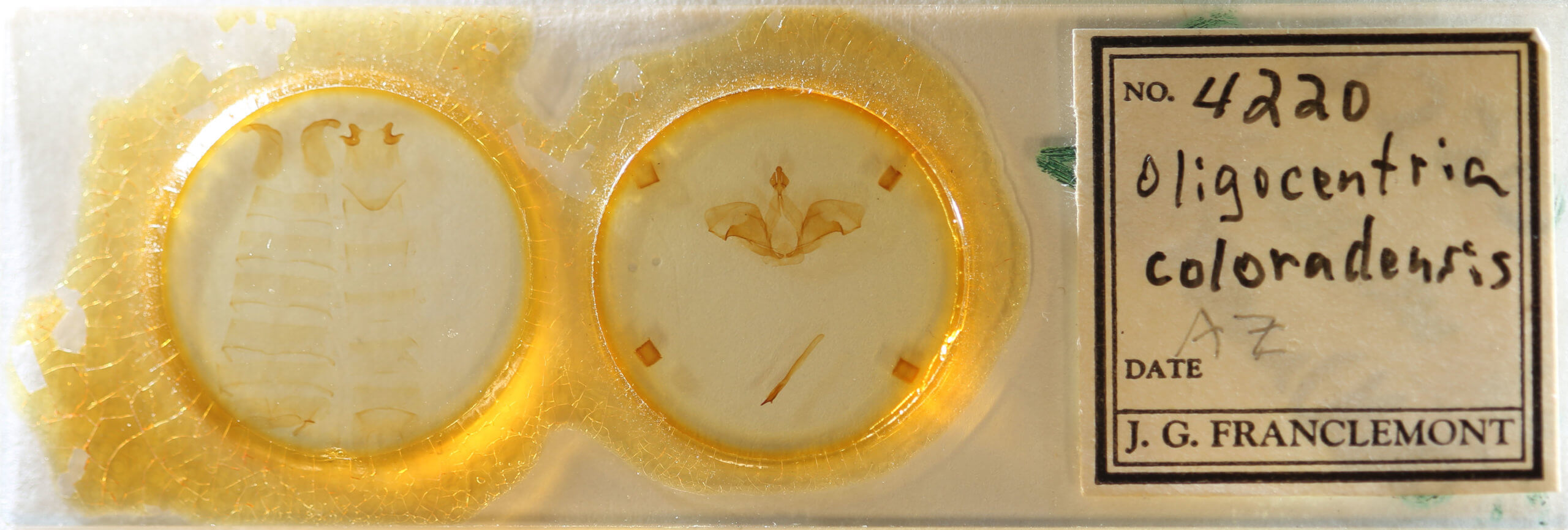 slide view of adult Ianassa cerriben