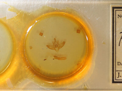 slide view of adult Panthea furcilla furcilla