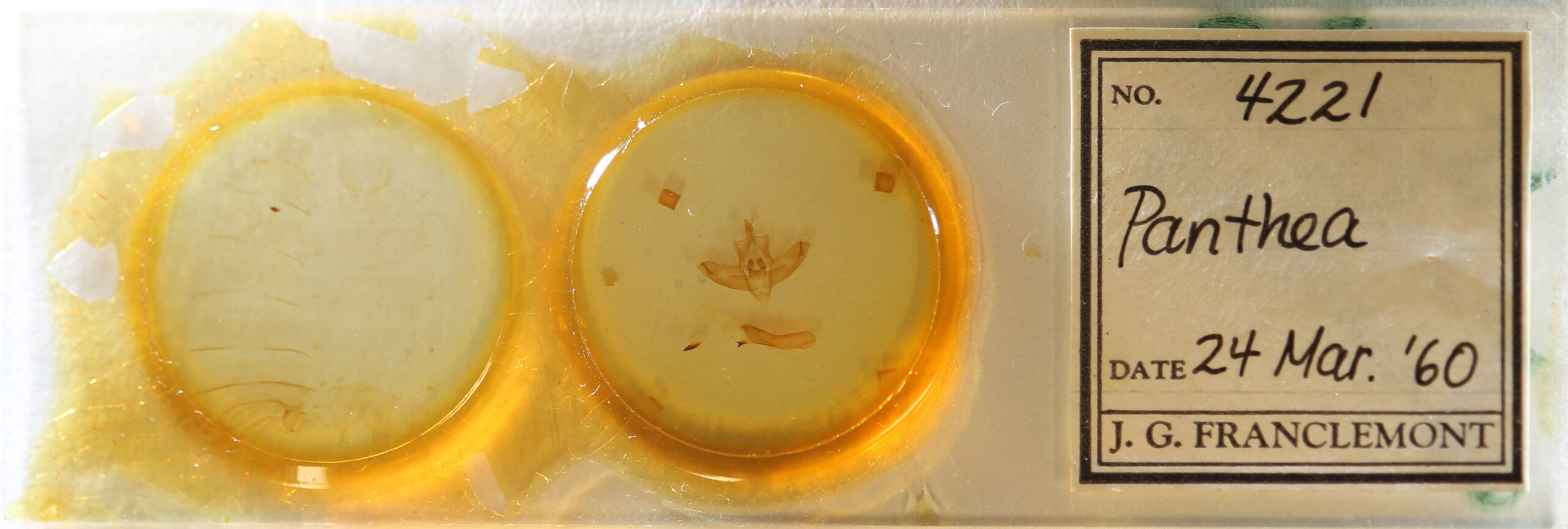 slide view of adult Panthea furcilla furcilla