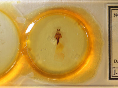 slide view of adult Panthea furcilla furcilla