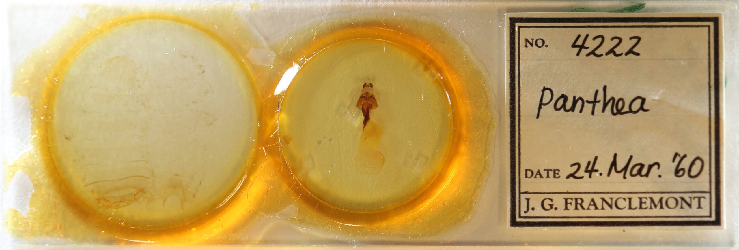 slide view of adult Panthea furcilla furcilla