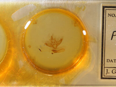 slide view of adult Panthea furcilla australis