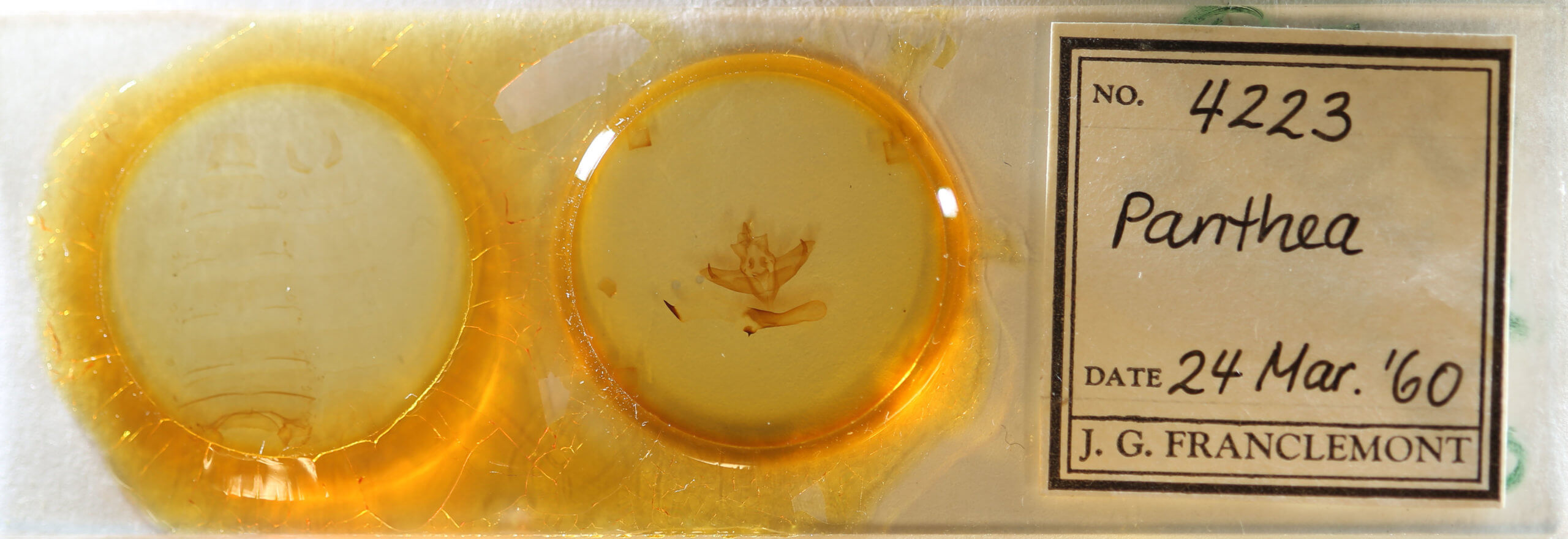 slide view of adult Panthea furcilla australis