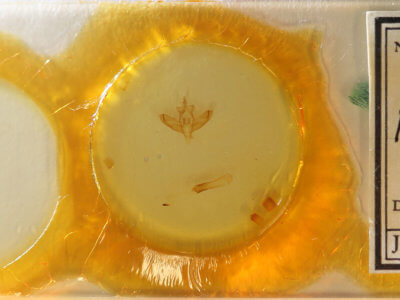 slide view of adult Panthea furcilla furcilla