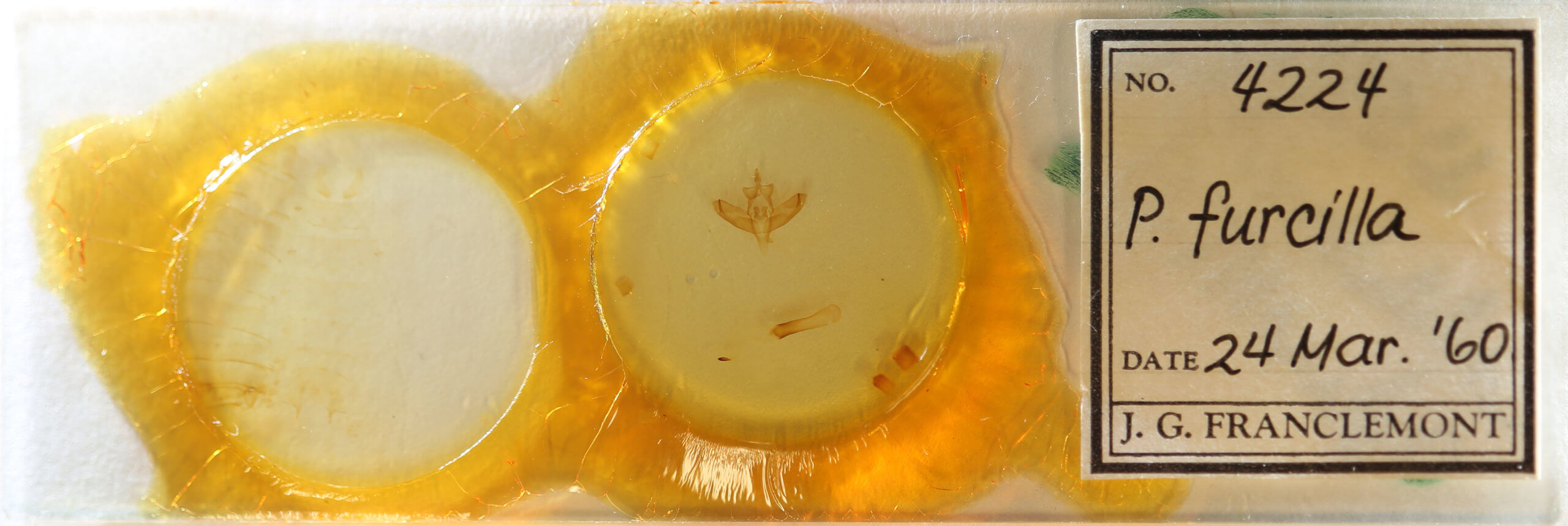 slide view of adult Panthea furcilla furcilla