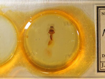 slide view of adult Panthea furcilla furcilla