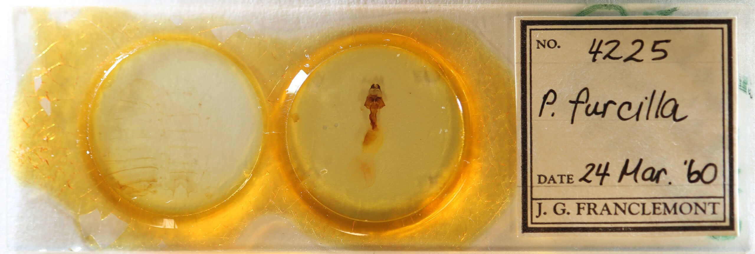 slide view of adult Panthea furcilla furcilla