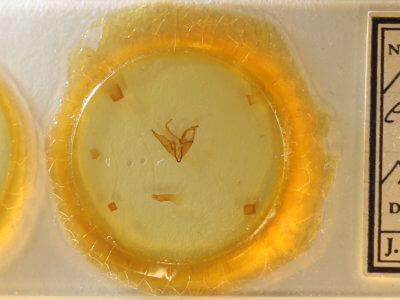 slide view of adult Matigramma emmilta