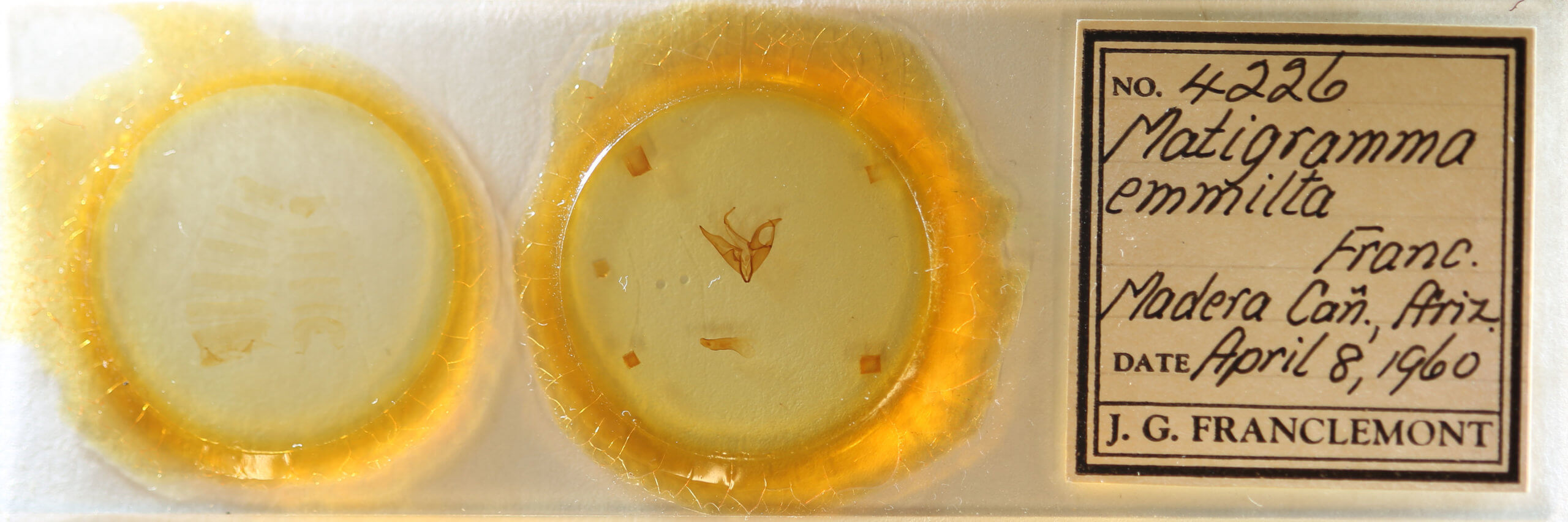 slide view of adult Matigramma emmilta