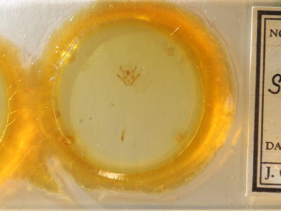 slide view of adult Rindgea cyda