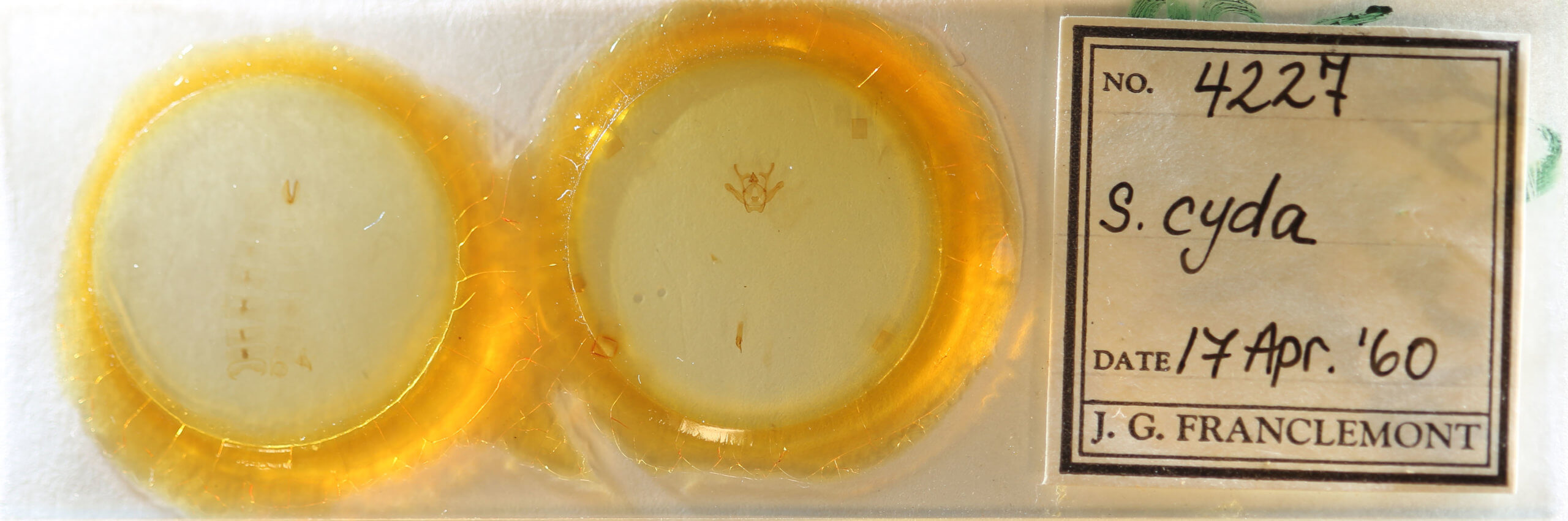 slide view of adult Rindgea cyda