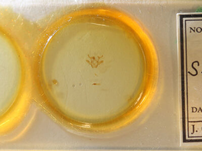 slide view of adult Rindgea cyda 