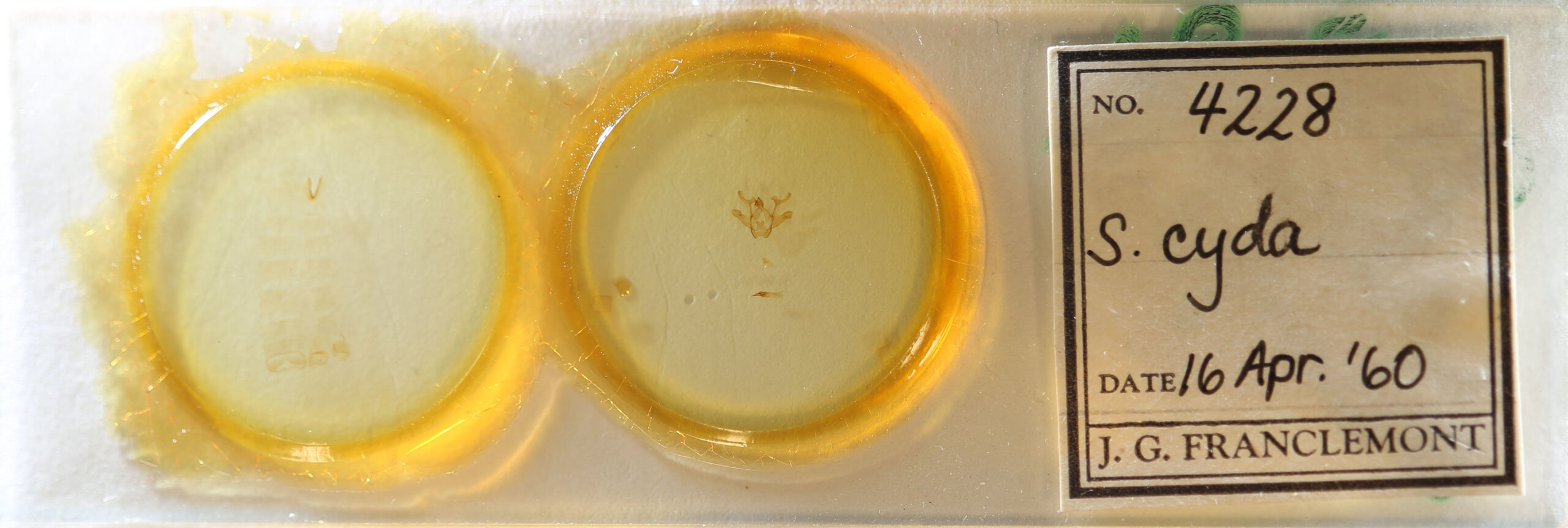 slide view of adult Rindgea cyda 