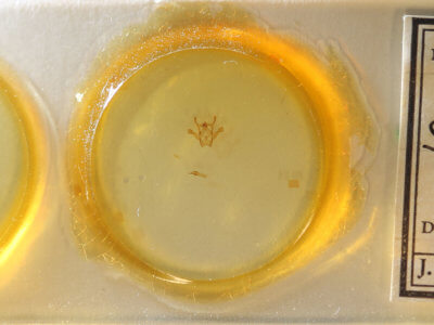 slide view of adult Rindgea cyda