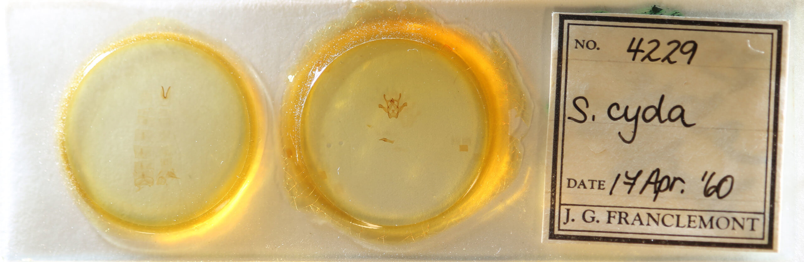 slide view of adult Rindgea cyda