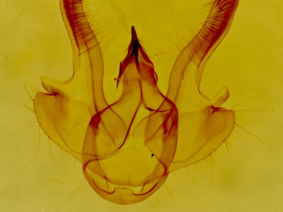 genitalia view of adult Digrammia decorata