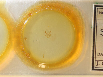 slide view of adult Digrammia decorata