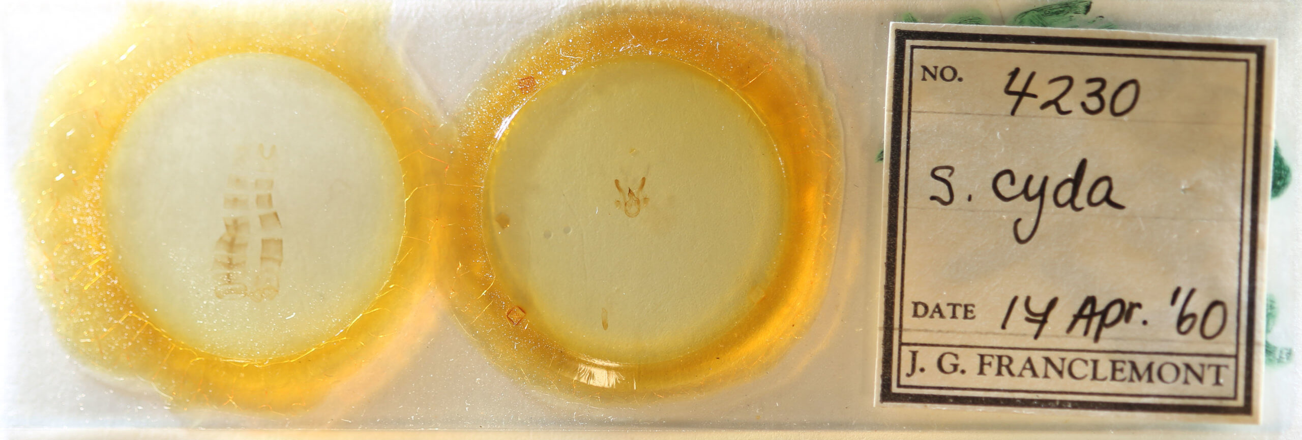 slide view of adult Digrammia decorata