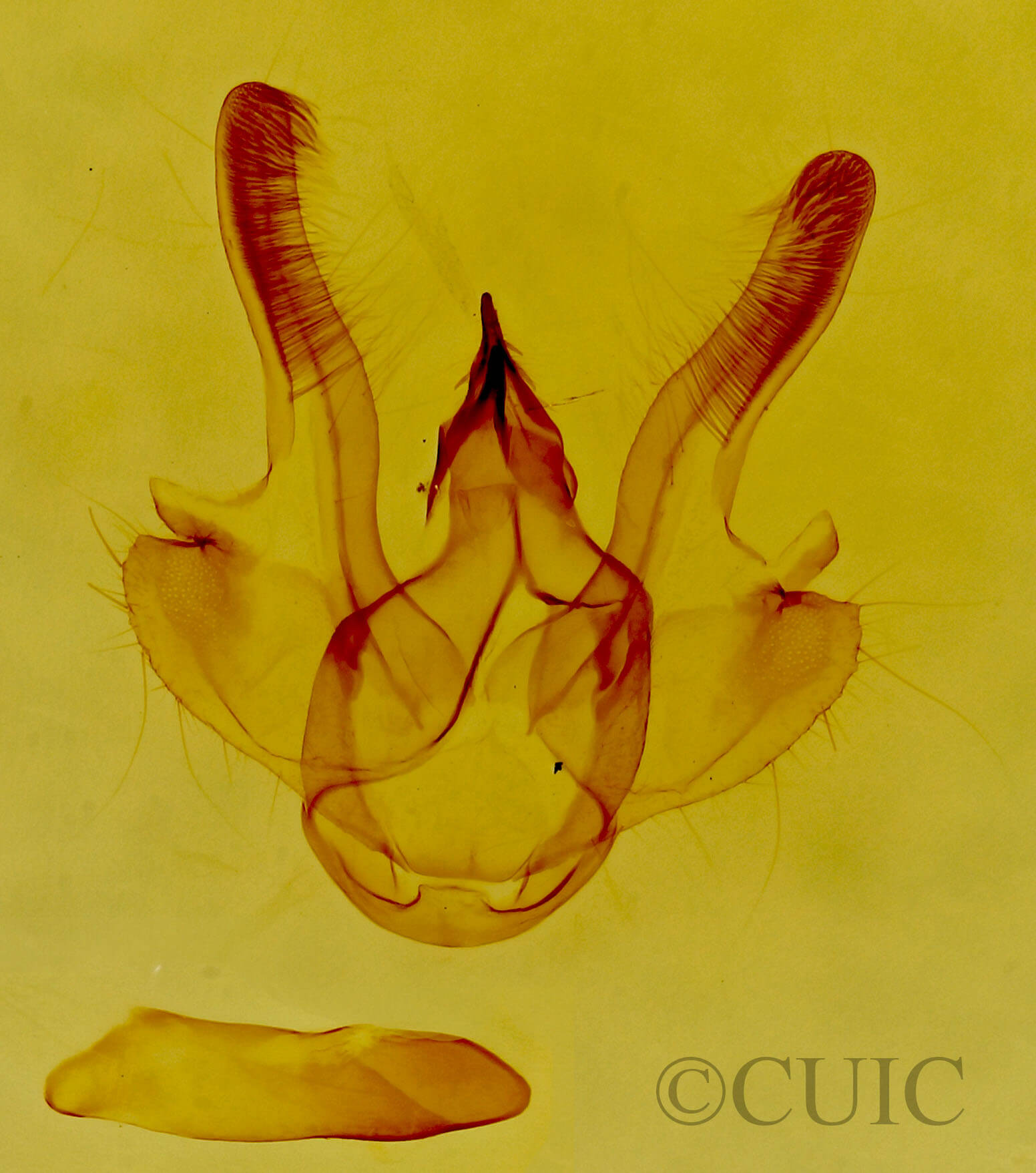 genitalia view of adult Digrammia decorata