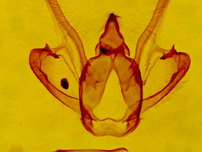 genitalia view of adult Rindgea cyda 