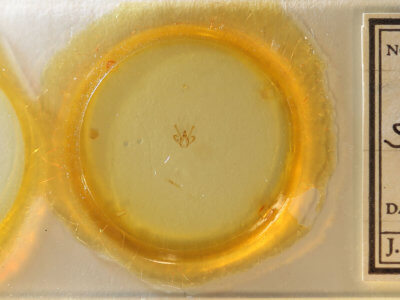 slide view of adult Rindgea cyda 