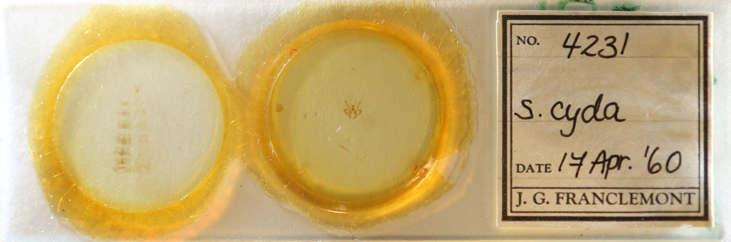 slide view of adult Rindgea cyda 