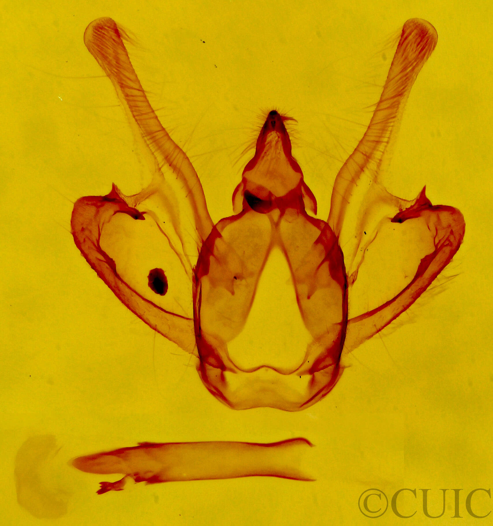 genitalia view of adult Rindgea cyda 