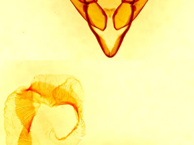 genitalia view of adult Cerastis fishii