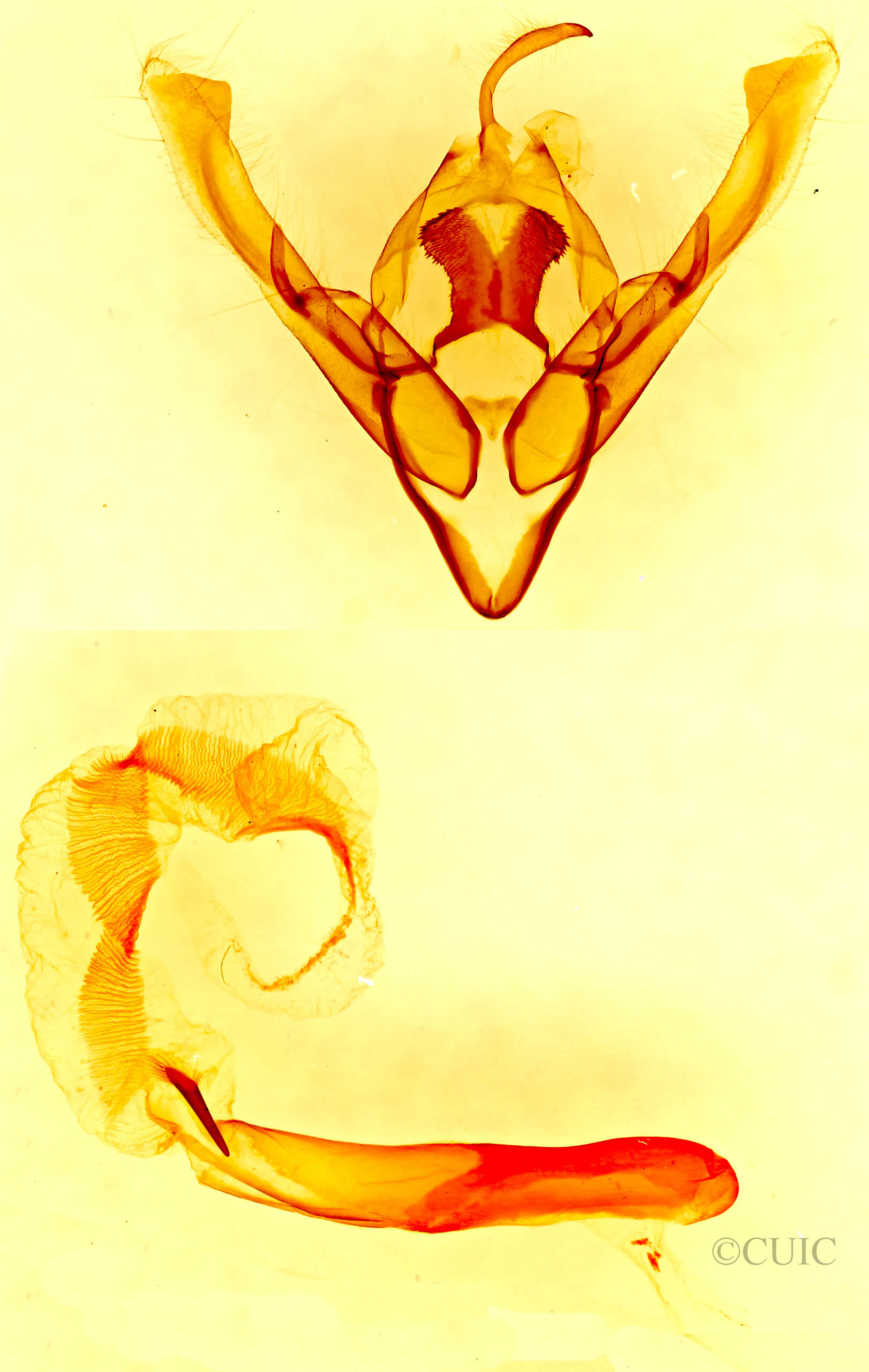 genitalia view of adult Cerastis fishii