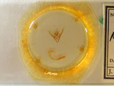 slide view of adult Cerastis fishii