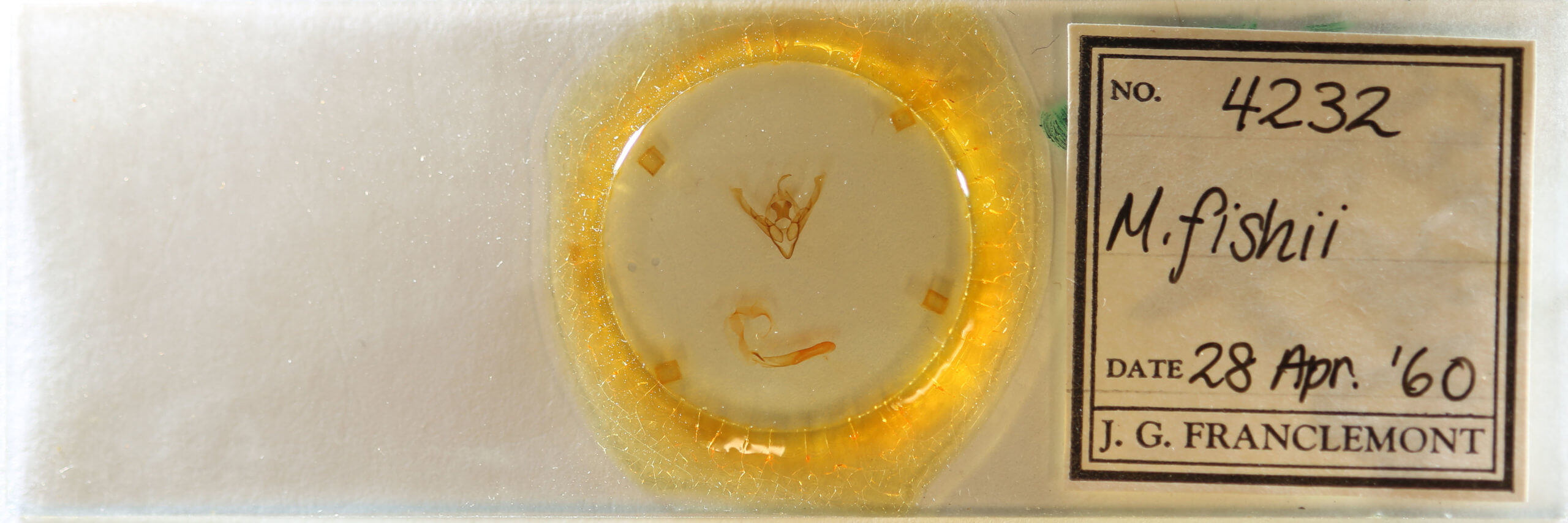 slide view of adult Cerastis fishii