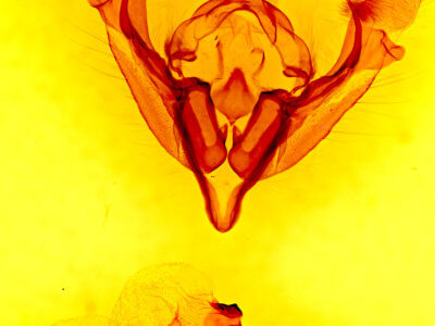 genitalia view of adult Tricholita palmillo