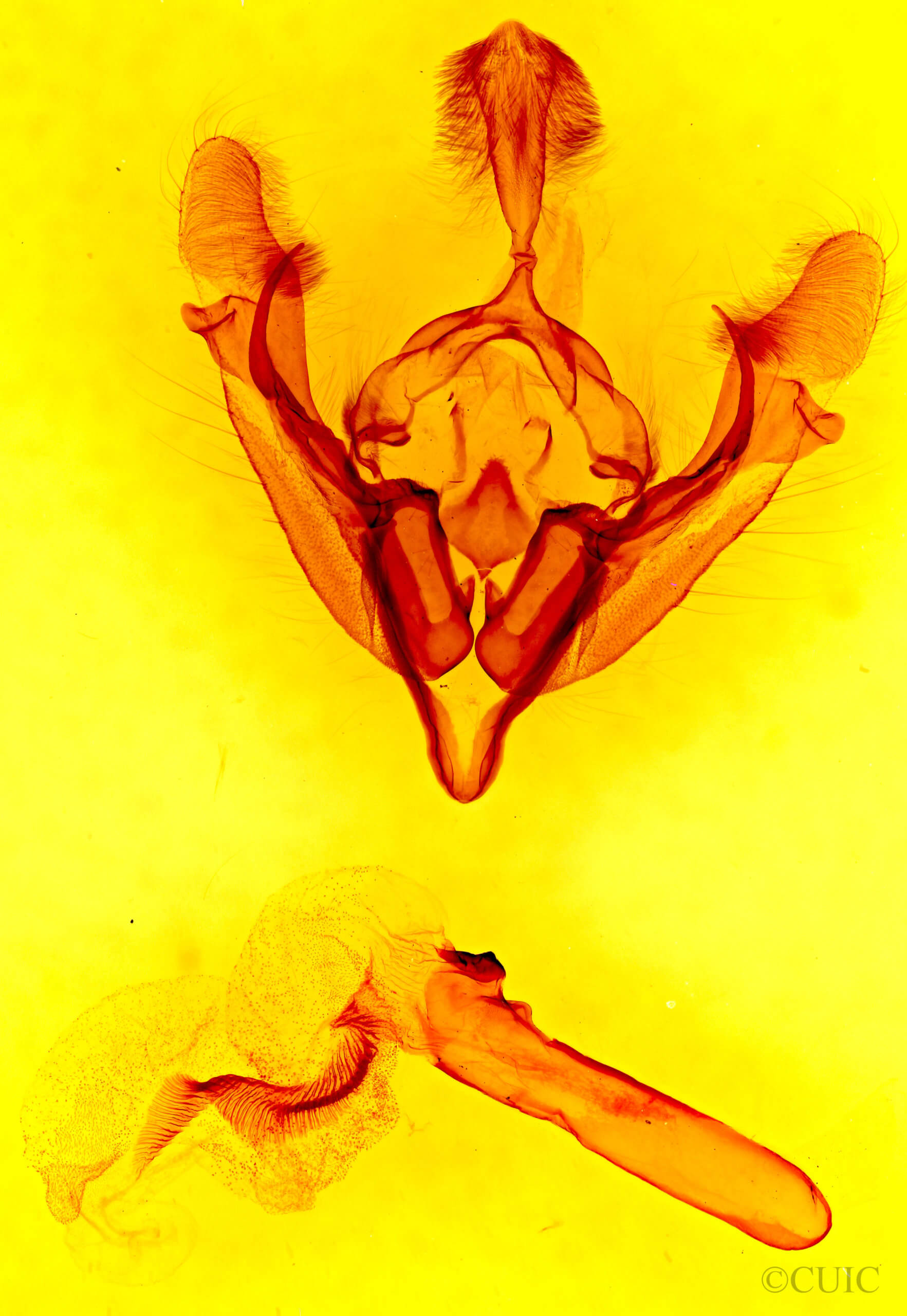 genitalia view of adult Tricholita palmillo