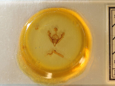 slide view of adult Tricholita palmillo