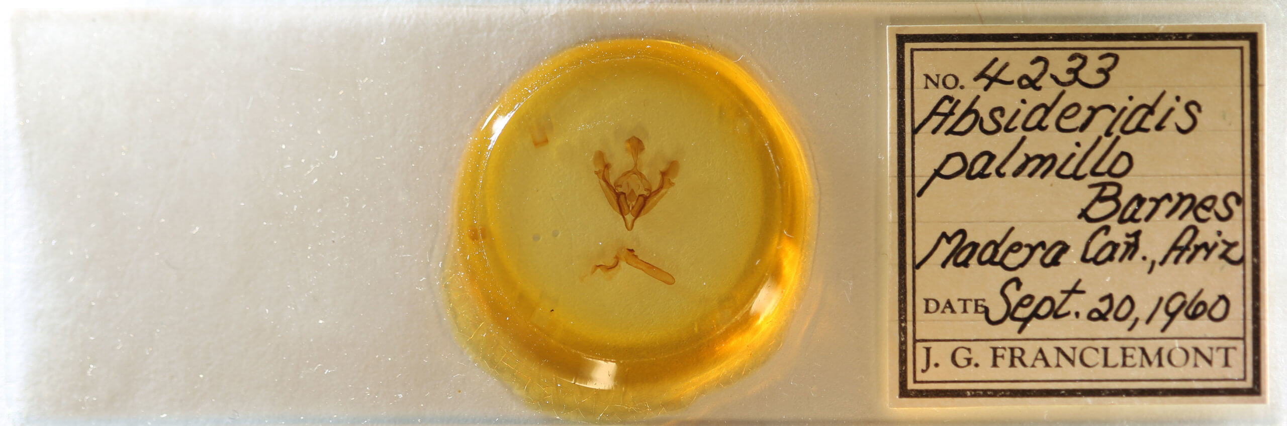 slide view of adult Tricholita palmillo