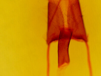 genitalia view of adult Protorthodes ustulata