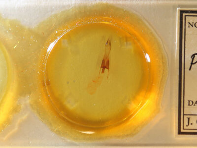 slide view of adult Protorthodes ustulata