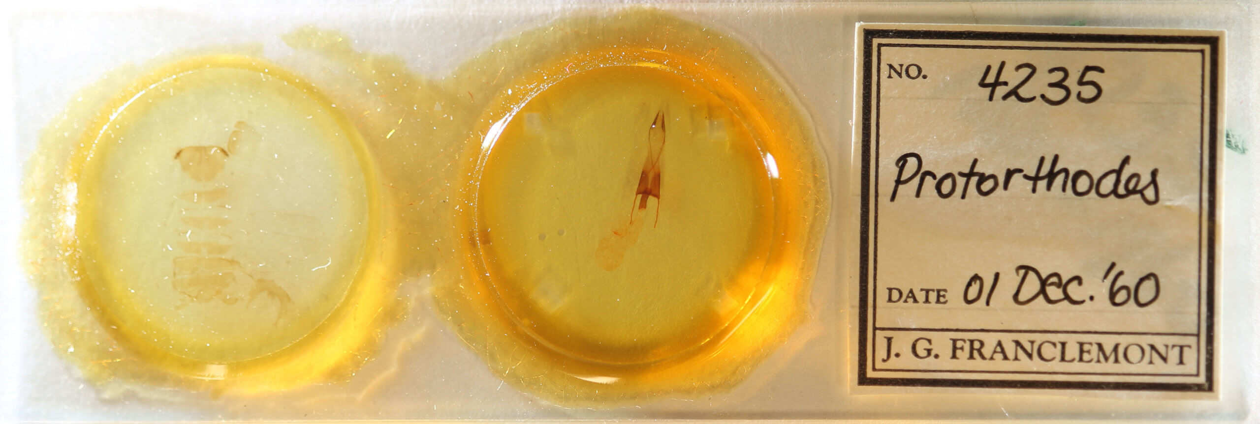 slide view of adult Protorthodes ustulata